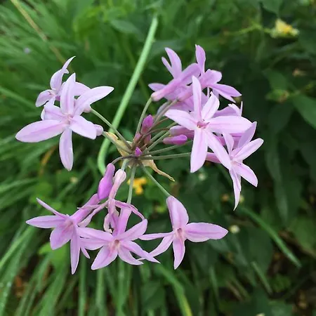 Puerto Banus Luxury Penthouse Appartement Marbella