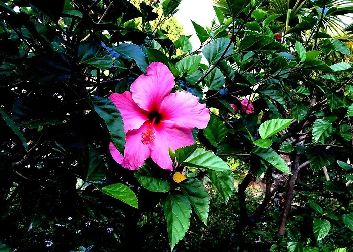 アパート Puerto Banus Luxury Penthouse マルベーリャ