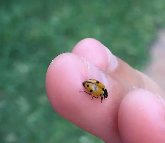 Puerto Banus Luxury Penthouse *