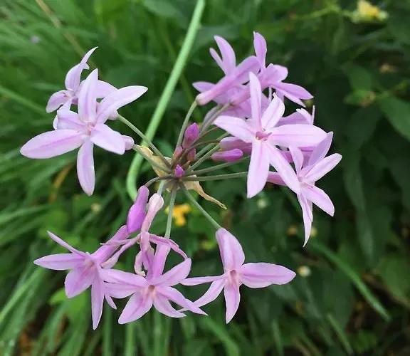 Puerto Banus Luxury Penthouse アパート マルベーリャ