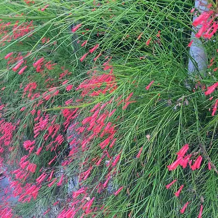 Puerto Banus Luxury Penthouse מארבלה